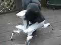 RoboQuad vs Puppy