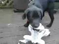 RoboQuad vs Puppy
