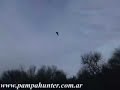 caceria-de-palomas-en-argentina.html