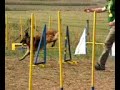 Gerilla Agility Dogs Gerilla Agility Dogs