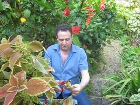 how to transplant coleus