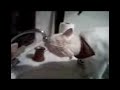 Cat (Tifito) drinking water from the tap