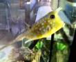 videos de torbellamonaca : pesce adriano