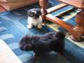 Shih Tzu filhotes venda-Brasil Minas Gerais-Puppies for sale