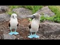 Blue-footed Booby's