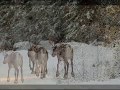 videos de A Winter's Tale 4