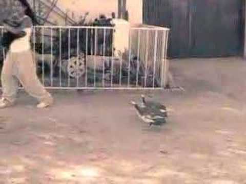 Guinea Fowl Attack Puppy