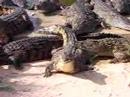 Djerba Crocodiles