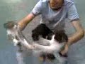 kedi kavgası 2.raund
