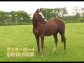 1999年秋のクラシック＆古馬戦線　競馬総集編4