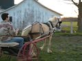 Draft Pony - Driving-Bella