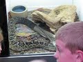 Snake Shedding Skin