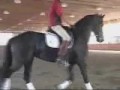 CALM,LOVING,GENTLE AND OBEDIENT FRIESIAN (MARADIANA).