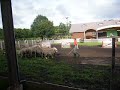 Seep and Dog Show (1)