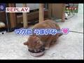 話すネコ