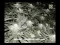 SIR SMOKE-A-LOT - Marihuana