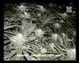 SIR SMOKE-A-LOT - Marihuana