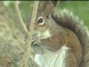 Squirrel feeding Squirrel feeding