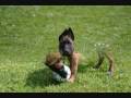 Malinois Grizu First Year
