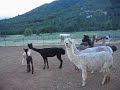 Alpaca herd welcomes newborn cria Alpaca herd welcomes newborn cria