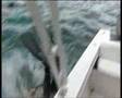 Coral Cay on BBC Worlds Fast Track Program In Tobago