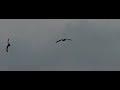 Ganzen maken een landing en vliegen bijna ondersteboven Ganzen maken een landing en vliegen bijna ondersteboven