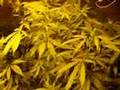 grow room in Denamrk