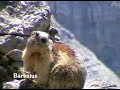 Marmota ( Marmota marmota ) Marmota ( Marmota marmota )