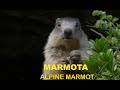 Marmota ( Marmota marmota )