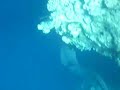 Giant moray, murena Giant moray, murena