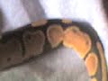 mon serpent  2