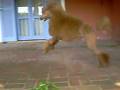 videos de Ruffus 14 meses