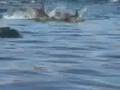Dolphin Stampede