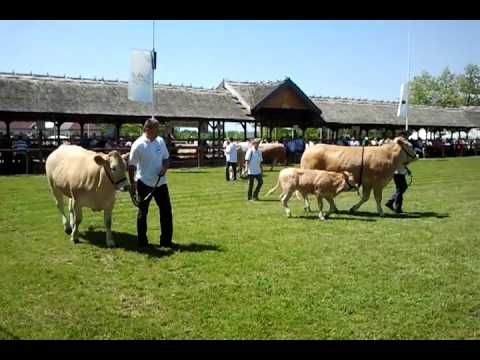 XIX. Alf�ldi �llatteny�szt�si �s Mez�gazda Napok - H�smarha b�r�lat