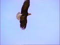 Flight of an Eagle Flight of an Eagle