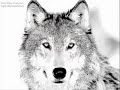Wolf Video