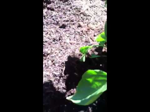 how to transplant flowers from pot to ground