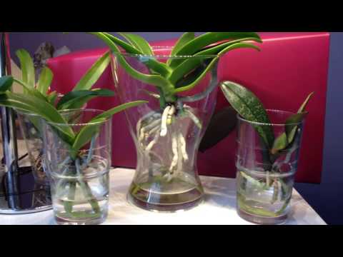 Phalaenopsis Orchideen im Wasser / FWC / Orchid