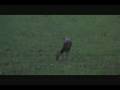 videos de Alabama Deer Whitetail Hunting