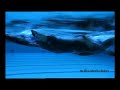 Ian Thorpe swimming freestyle 4 - kick and rotation Ian Thorpe swimming freestyle 4 - kick and rotation