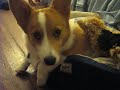 puppy6months 015.avi