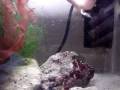 videos de Hand Feeding Tamed Mantis Shrimp