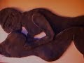 animation-lesb.html