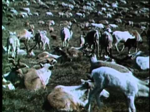 Живая энциклопедия: Лоси