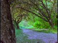 Hanami Haiku Sigur Ros Svefn G Englar Hanami Haiku Sigur Ros Svefn G Englar