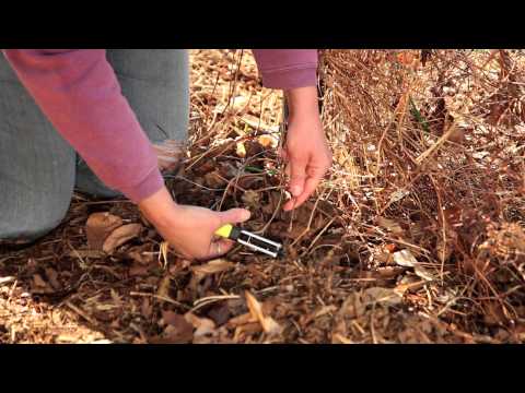 how to care for a clematis vine