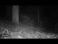 MVIV0003 2 BRUSHTAILS.MOV