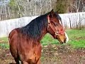 Twister the Horse Twister the Horse