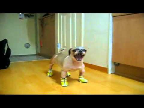 Booba's New Shoes - The Translation