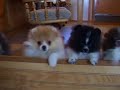Pomeranian Puppies @ Play Pomeranian Puppies @ Play